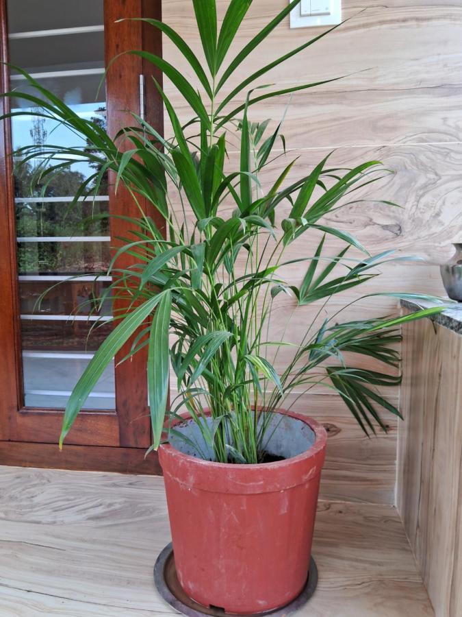 Coorg Teakwood Treasure Homestay Мадикери Экстерьер фото